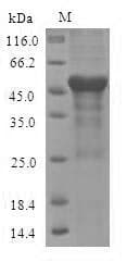 Dog ANXA13 / Annexin XIII Protein (Recombinant 6His, N-terminus)