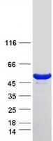 Human DPH7 / WDR85 Protein (Recombinant Myc-DDK (Flag))