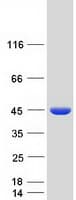Human RPP40 / Ribonuclease P Protein (Recombinant Myc-DDK (Flag))