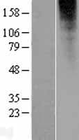 OR2L13 Protein (Over-Expression Lysate Myc-DDK (Flag))