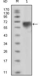 Monoclonal Mouse anti-Human TYRO3 Antibody (clone 1E+12, WB)