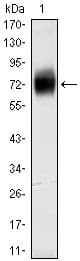 Monoclonal Mouse anti-Human CD38 Antibody (clone 6E12D, IHC, WB)