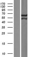 PYROXD2 Protein (Over-Expression Lysate Myc-DDK (Flag))