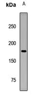 DLC1 Antibody