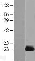CSRP1 Protein (Over-Expression Lysate Myc-DDK (Flag))