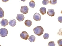 ADAM17 / TACE Antibody
