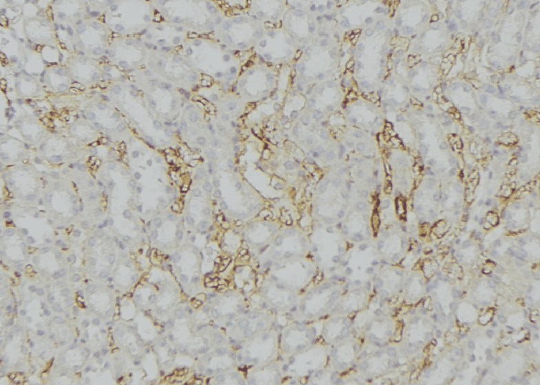 Polyclonal Rabbit anti-Human COX7B Antibody (IHC, WB)