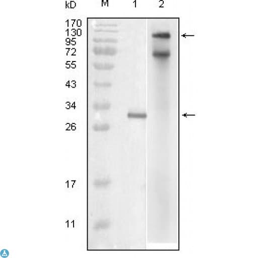 IKKe/IKKi/TBK1 Antibody