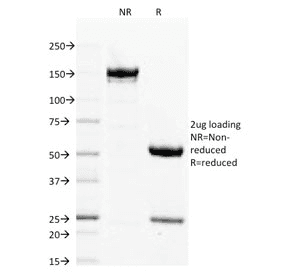 FLG / Filaggrin Antibody (clone FLG/1563, Azide-free, BSA-free)