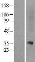 OPRL1 / ORL1 Protein (Over-Expression Lysate Myc-DDK (Flag))