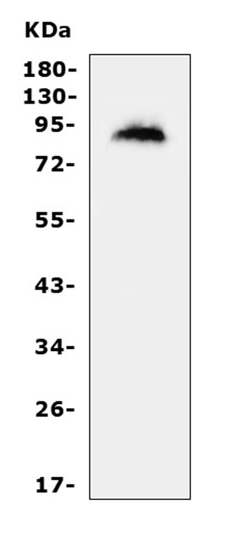 MDM2 Antibody (aa343-358)