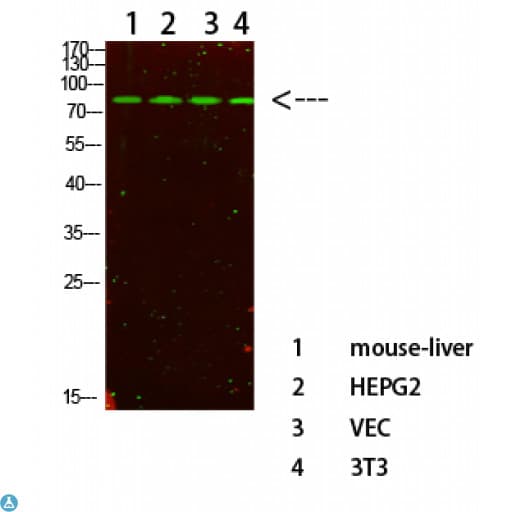 PIK3R1 / p85 Alpha Antibody