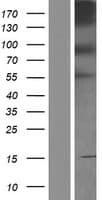 PCDHB4 / Protocadherin Beta 4 Protein (Over-Expression Lysate Myc-DDK (Flag))