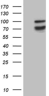 SYTL4 / Granuphilin Antibody (clone OTI1H5, Carrier-free)