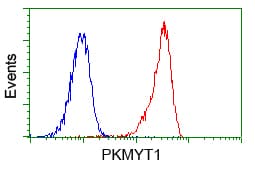 PKMYT1 Antibody (clone OTI2B4)