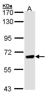 PPEF / PPEF1 Antibody (aa1-201)