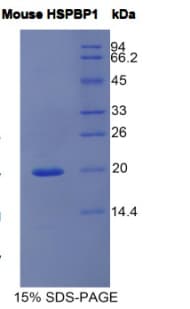 Mouse HSPBP1 Protein (Recombinant His)