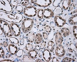 GPI Antibody (clone OTI7G10, Carrier-free)