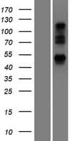 UBXN6 / UBXD1 Protein (Over-Expression Lysate Myc-DDK (Flag))