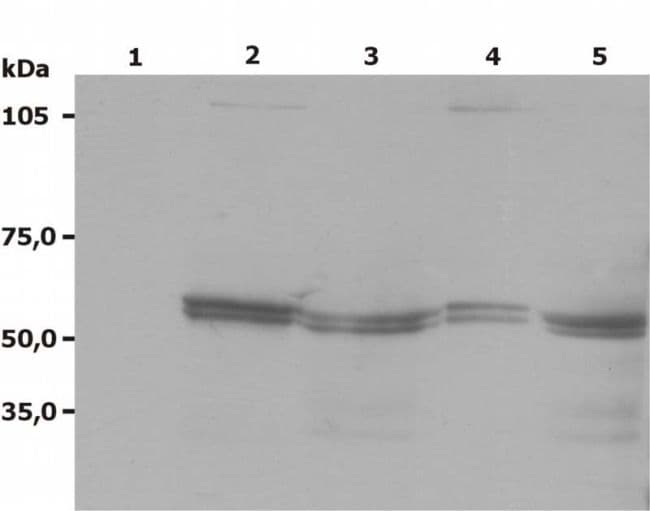 LYN Antibody (clone LYN-01)