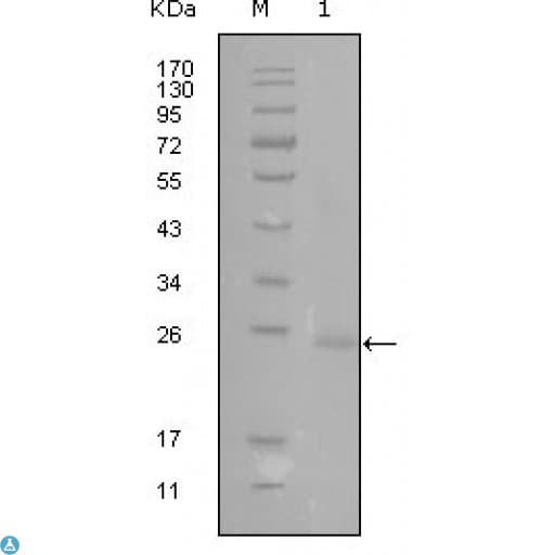 GATA3 Antibody