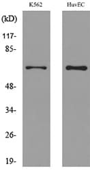SLC22A6 / OAT1 Antibody