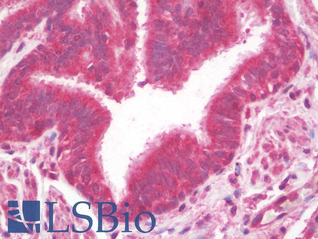 IHC-plus™ Polyclonal Rabbit anti-Human MTERF3 / MTERFD1 Antibody (IHC, IF, WB)
