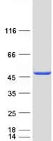 Human PSMD11 Protein (Recombinant Myc-DDK (Flag))