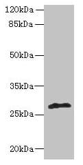 fabI Antibody (aa1-256)