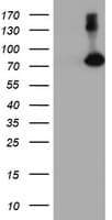 FBXO21 Antibody (clone OTI4G5)