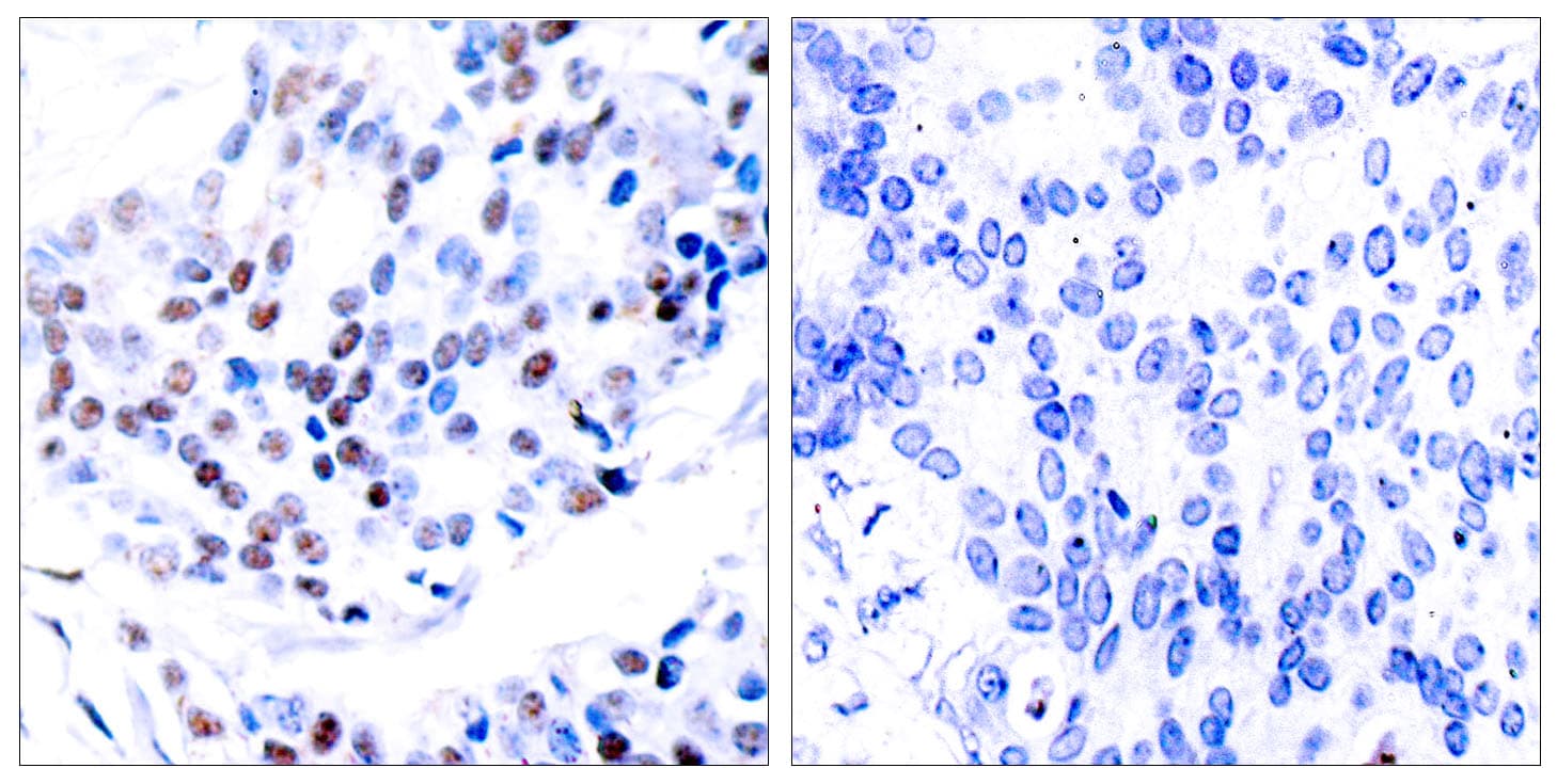 Polyclonal Rabbit anti-Human JUN / c-Jun Antibody (aa206-255, IHC, WB)