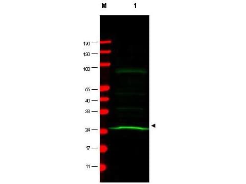 MAD2L1 / MAD2 Antibody (clone 17D10)