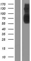 SLC22A23 Protein (Over-Expression Lysate Myc-DDK (Flag))