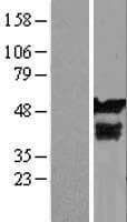C12orf10 Protein (Over-Expression Lysate Myc-DDK (Flag))