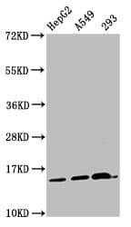 HIST1H2AI Antibody