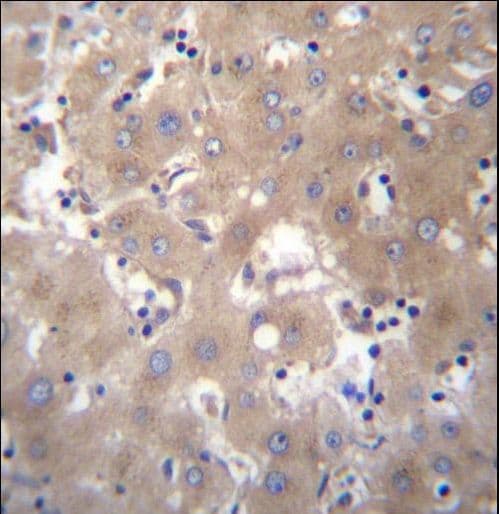 SIX5 Antibody (aa257-286)