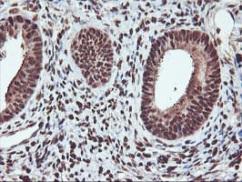 Monoclonal Mouse anti-Human SAMHD1 Antibody (clone OTI2A5, IHC, IF, WB)