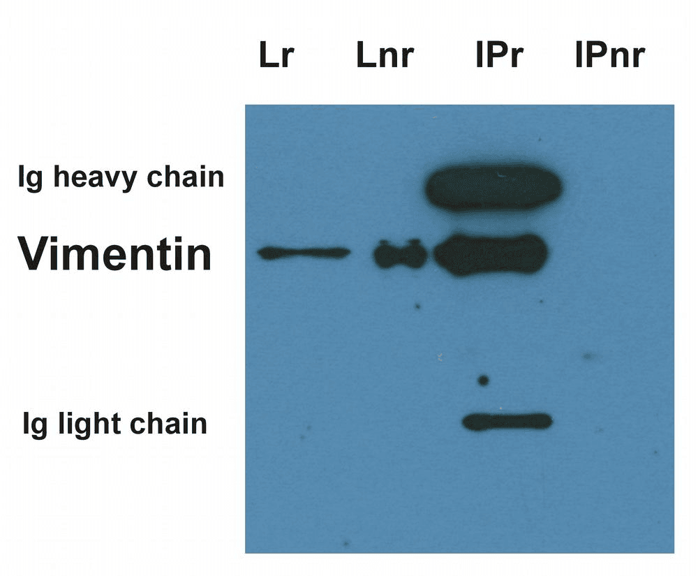 Monoclonal Mouse anti-Pig Vimentin Antibody (clone VI-01, WB)