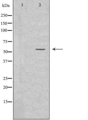 CYP2A6 Antibody