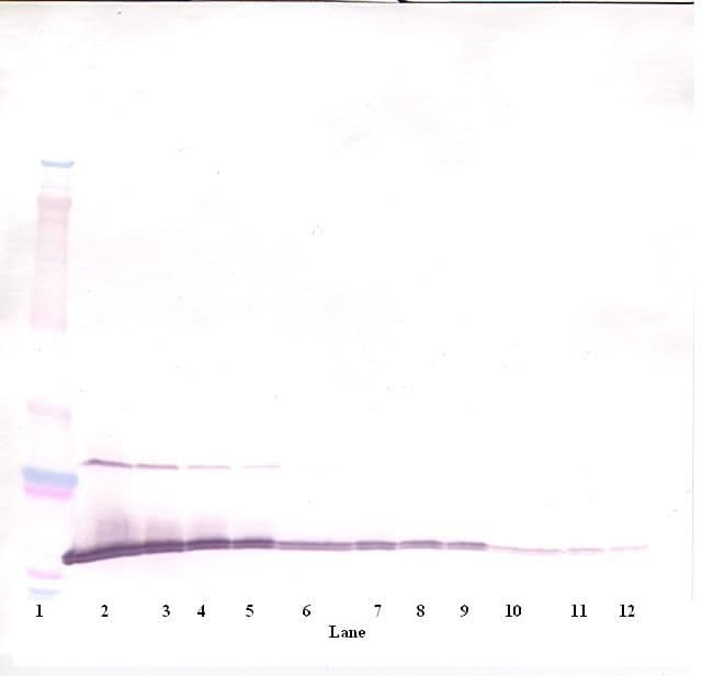 MIA / CD-RAP Antibody