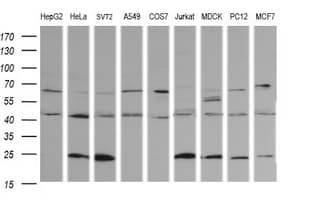 PARVA Antibody (clone OTI1C11)