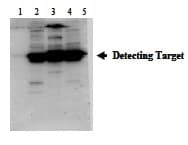 Polyclonal Rabbit anti-Human POMC / Proopiomelanocortin Antibody (Preservative Free, Biotin, WB)