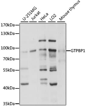 Polyclonal Rabbit anti-Human GTPBP1 / GP1 Antibody (WB)