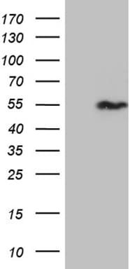 Monoclonal Mouse anti-Human SNX4 Antibody (clone OTI1G6, aa146-450, WB)
