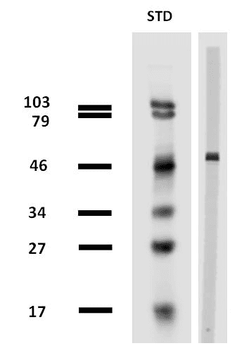 TUBB / Beta Tubulin Antibody (N-Terminus, clone TU-13)
