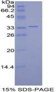 Mouse FZD10 / Frizzled 10 Protein (Recombinant His, N-Terminal)