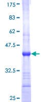 Human POP4 Protein (Recombinant GST, N-terminus)