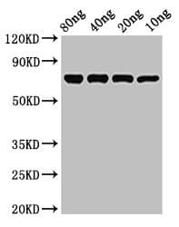 Influenza A Virus Nucleoprotein Antibody