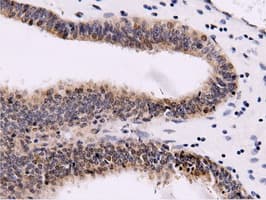 CBWD1 Antibody (clone OTI9H5)