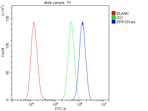 PPP1R14A / CPI-17 Antibody